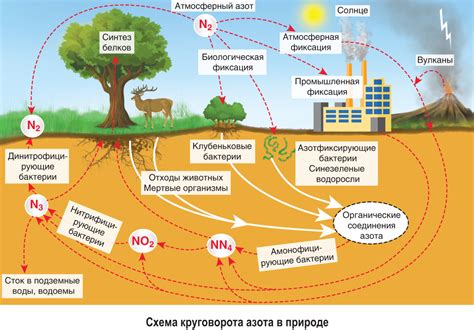 Планетарные масштабы фиксации азота и его роль в биогеохимических циклах