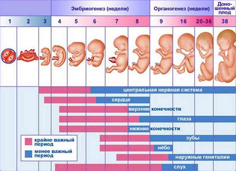 Пластическое выражение подсознательных желаний через сон о беременности Штеффи