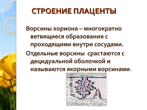 Плацента: определение и функции