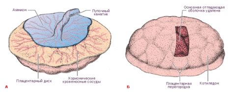 Плацента и ее положение