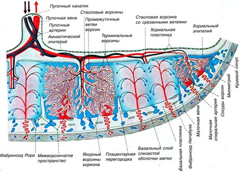 Плацента и ее роль в беременности