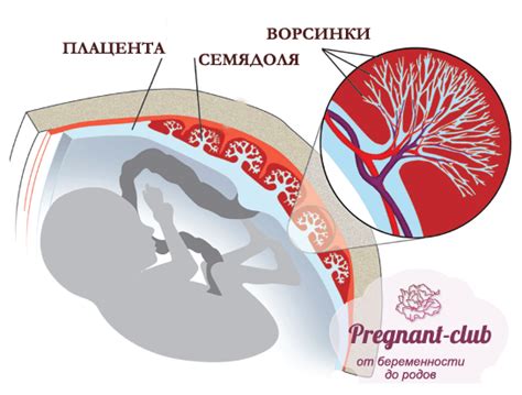 Плацента толстая