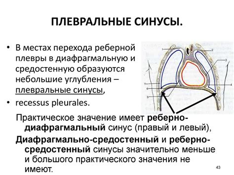 Плевральные синусы – для чего они нужны?