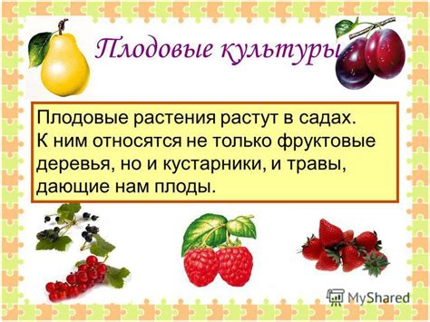 Плодовые культуры, которые хорошо растут с гречихой: