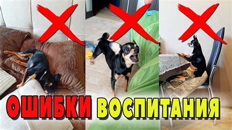 Плохие или отсутствующие навыки воспитания собаки