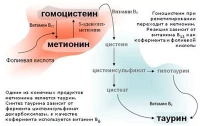 Плохое питание и повышение гомоцистеина у мужчин