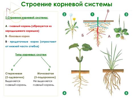 Плохое состояние корневой системы