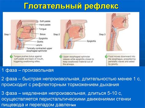 Плохой глотательный рефлекс у взрослого: причины, симптомы и лечение