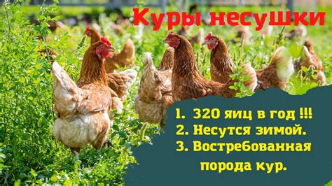 Плюсы использования кроссов куры несушки