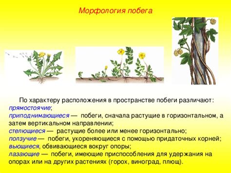 Побеги в древесных растениях