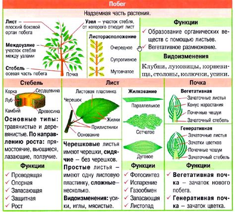 Побеги растений: виды и значение