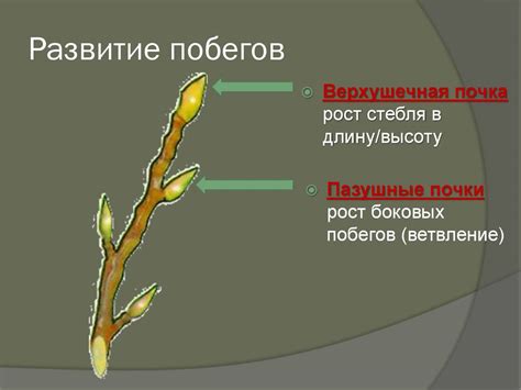 Побеги с корневыми почками