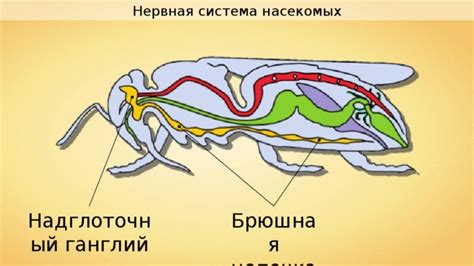 Поведение и физиология насекомых, привлекающих емкости