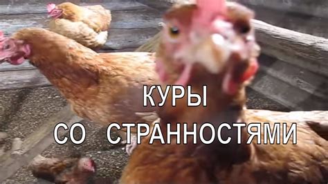 Поведение курицы социальной в стаях