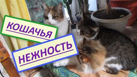 Поведение сукотных кошек