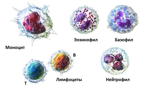 Повышение базофилов и реакция иммунной системы организма