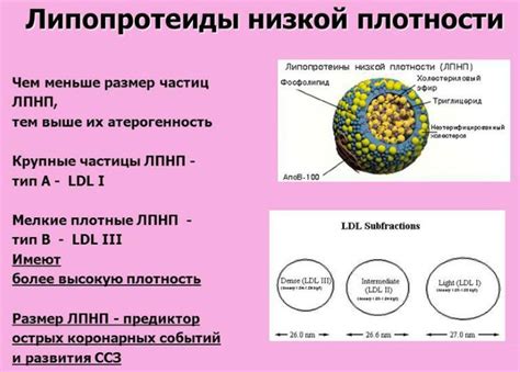 Повышение уровня липопротеидов высокой плотности у женщины