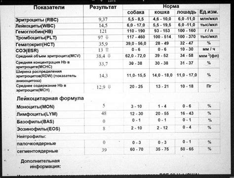 Повышение уровня палочкоядерных нейтрофилов у ребенка