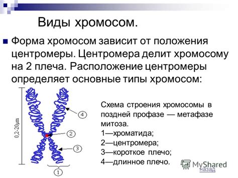 Повышение эффективности определения акроцентрических хромосом