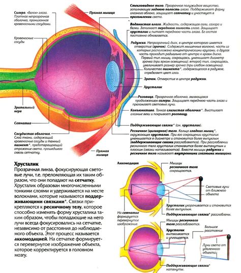 Повышенная активность глазного аппарата