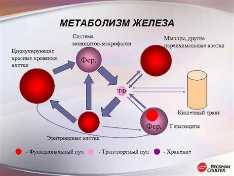 Повышенная железосвязывающая способность у женщин: причины и значения