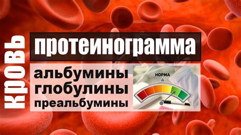 Повышенные белковые фракции: как это влияет на организм?