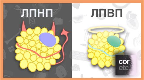 Повышенные и пониженные показатели ЛПВП ммоль/л: причины и последствия