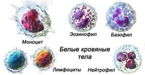 Повышенные лейкоциты во флоре: