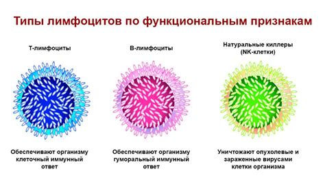 Повышенные лимфоциты: основные причины и влияние на организм