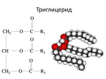 Повышенные уровни общих триглицеридов