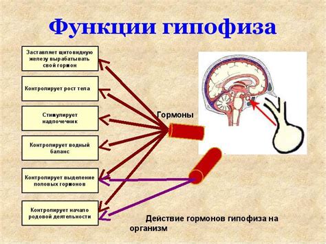 Повышенный свободный гормон Т4 у женщин: причины и последствия