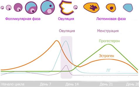 Повышенный уровень прогестерона: причины и последствия