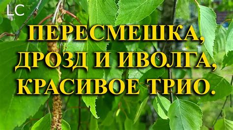 Погрузитесь в природу и насладитесь ее красотой