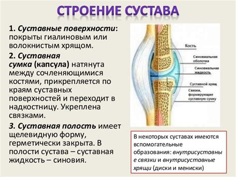 Подвижность суставов и их значение: