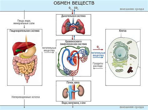 Подвижный кишечник и обмен веществ