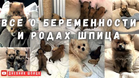 Подготовка к родам и уход за щенками