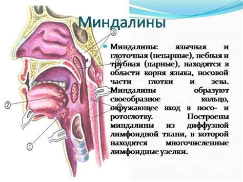 Подготовка к санации миндалин