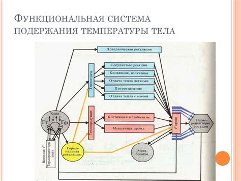 Поддержание комфортной температуры тела