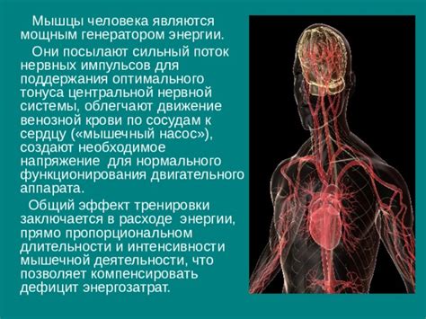 Поддержание нормального функционирования нервной системы