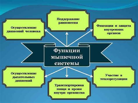 Поддержание стабильности и защита внутренних органов