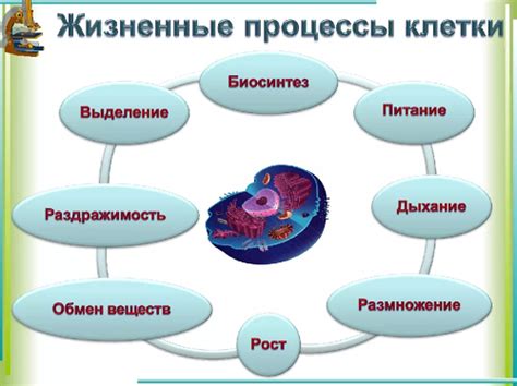 Поддержка жизнедеятельности клеток