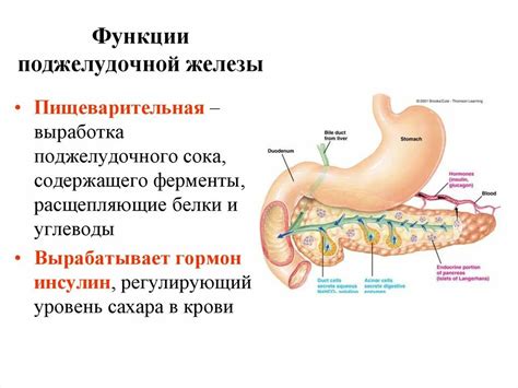 Поджелудочная железа: основная функция организма