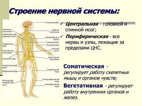 Подключение нервной системы