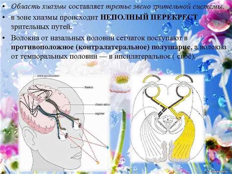 Подоболочечные пространства зрительных нервов: важная часть зрительной системы