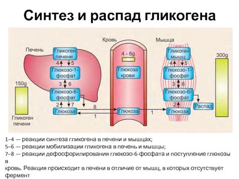 Подраздел 1.2: Функции гликогена в организме