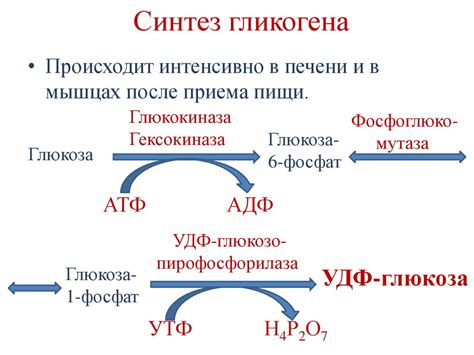 Подраздел 2.1: Процесс синтеза гликогена