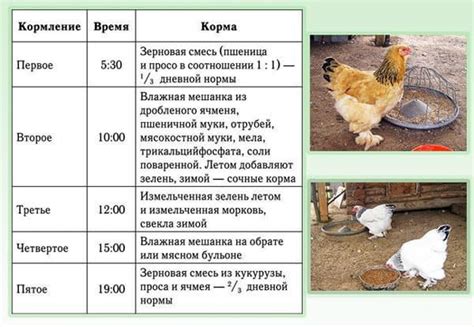 Подробные советы по введению пшена в рацион цыплят