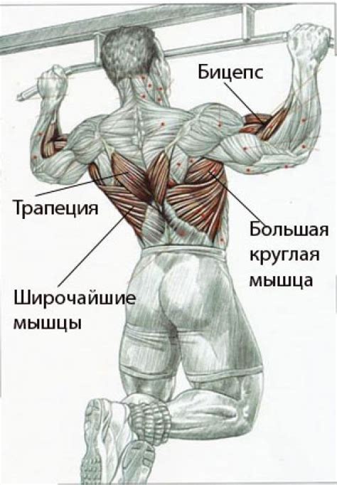 Подтягивание на турнике: физическая форма и мышцы