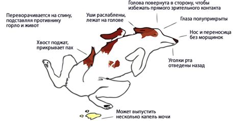 Поза собаки: основные детали и значение