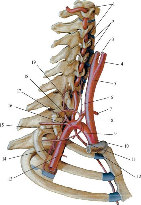 Позвоночная артерия: определение и функции